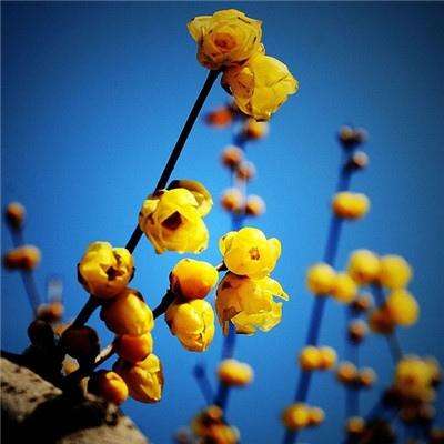 2023年新澳门今晚开特马下载手机版