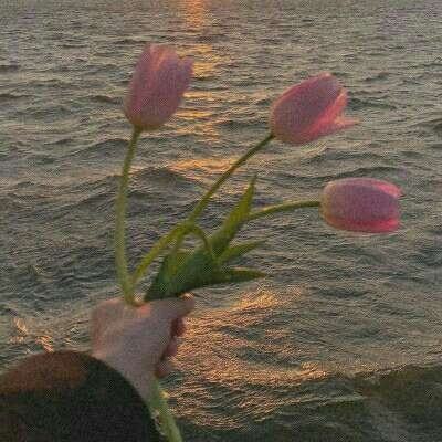 金星app安装下载官网